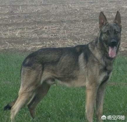 看门犬什么最好:有60平米左右的院子，老婆怕狗，想看家护院的狗狗，什么好？