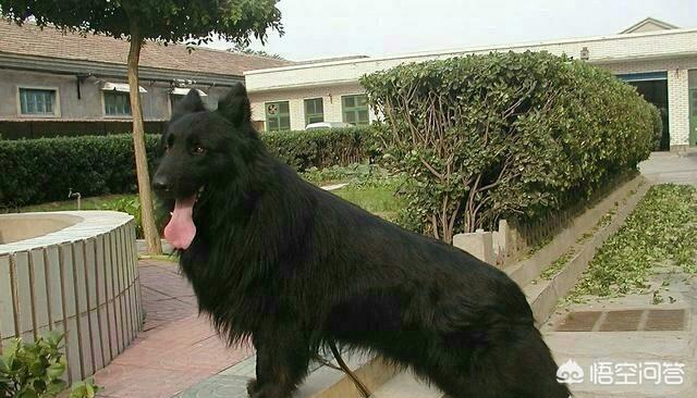 黑熊犬:我国智商最高的狼犬是哪一种？为什么？