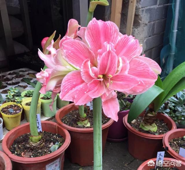 植物鹤顶红图片:朱顶红和对红有什么区别？如何区分？