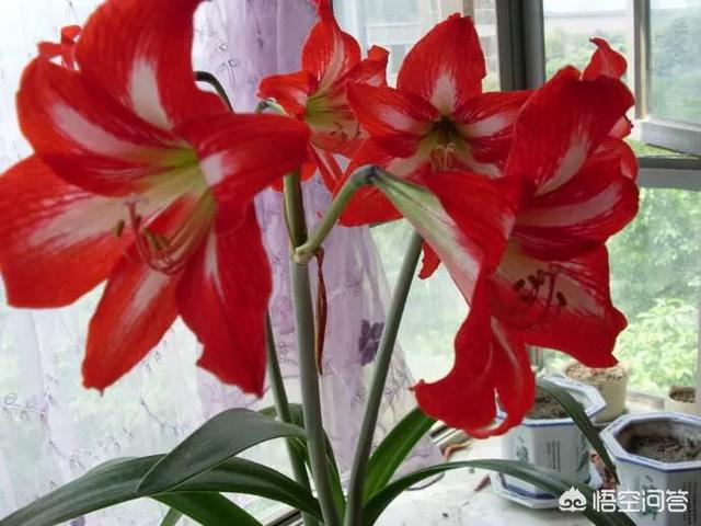 植物鹤顶红图片:朱顶红和对红有什么区别？如何区分？