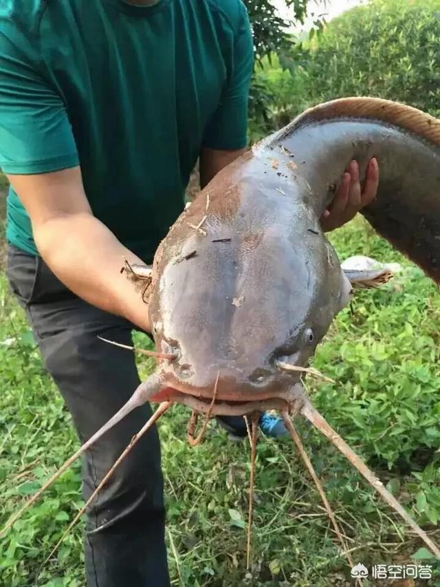 鸡肝猪肝钓胡子鱼视频:钓鱼，你所知道的最腥的饵是什么？怎么制作？