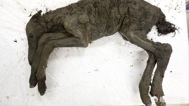 史前出现过的、最强的生物是什么？