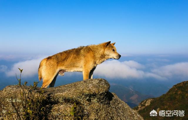 纯种中华犬大黄狗:成都把中华田园犬列为22种禁养犬之一，你怎么看？