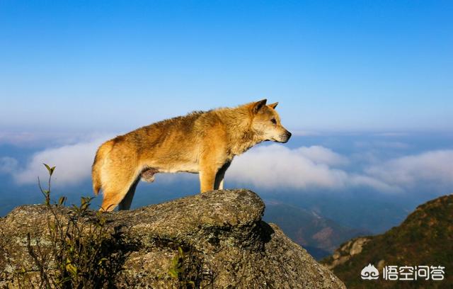 中华田园犬之西默默:想养好中华田园犬，要做到哪些事情？