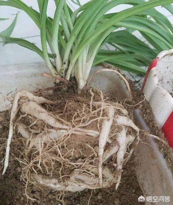 花叶芋根结线虫病:吊兰底部生长的疙瘩是什么？