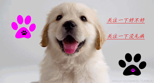 波尔多犬vs卡斯罗犬:卡斯罗和恶霸犬哪个更适合家养？ 波尔多犬vs土佐犬