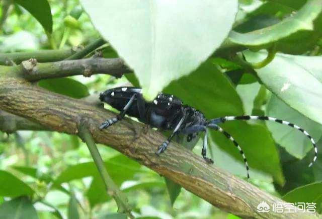 头条问答 怎样预防桔树的天牛虫害 晓荷鎏水的回答 0赞