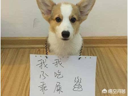 一个多月的小狗吃自己的屎:为什么有些幼犬会吃自己拉的屎？