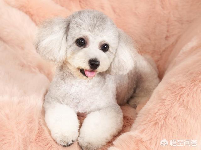 泰迪罚站一晚上视频:泰迪狗狗晚上总叫怎么办？ 泰迪站着罚站视频