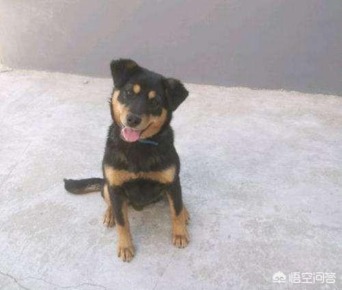 小土狗图片:怎样挑选通人性的土狗幼犬？