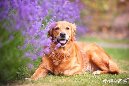 金毛幼犬的狗粮怎么选:七个月金毛吃什么狗粮合适？