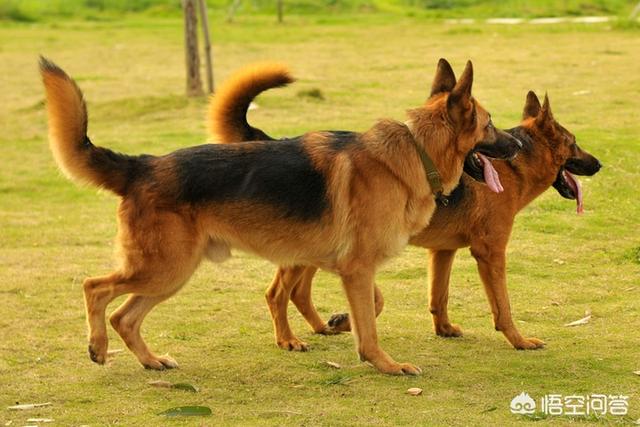 成年德国牧羊犬吃什么狗粮:德国牧羊犬不吃狗粮怎么办？