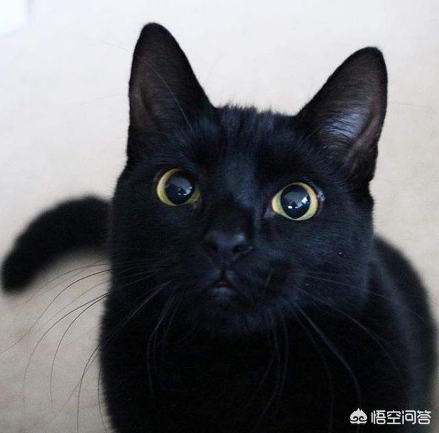 猫惊尸是真的吗:恐怖片中猫猫为何不能接近死人？