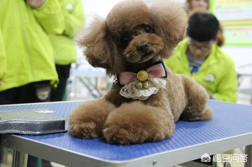 正规的宠物美容学校学费多少:学习宠物美容大概需要的总费用是多少钱？