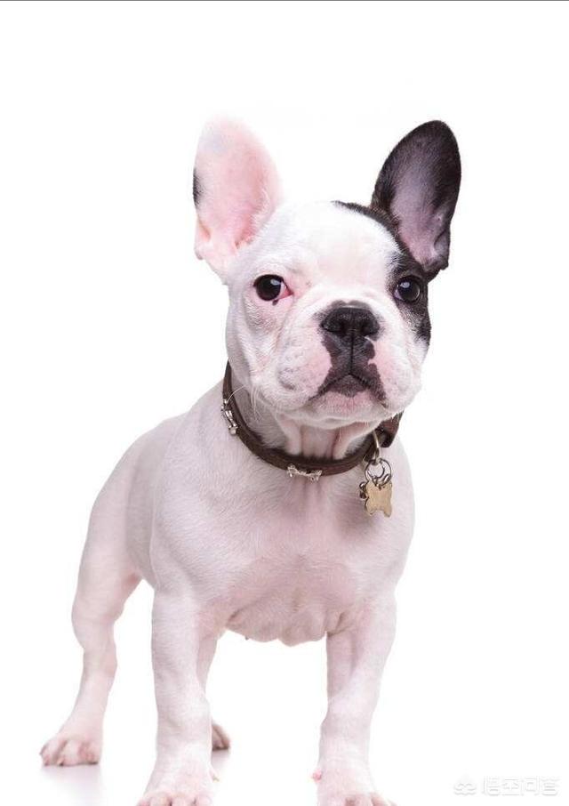 斗牛犬:宠物法国斗牛犬现在值得入手一只吗？