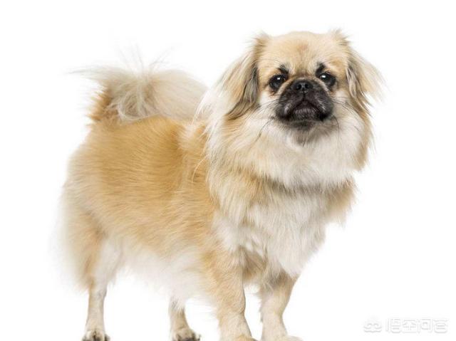 关于宠物狗的种类:除了中华田园犬，中国还有多少种狗狗？你最喜欢哪种？ 宠物狗的种类有哪些