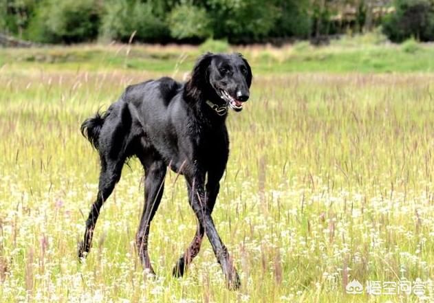 关于宠物狗的种类:除了中华田园犬，中国还有多少种狗狗？你最喜欢哪种？ 宠物狗的种类有哪些