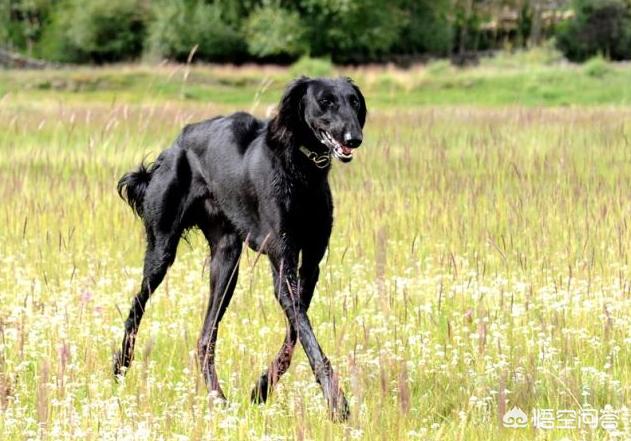 中国冠毛犬图片:都是土狗，为什么中华田园犬这么便宜，日本柴犬那么贵？ 中国冠毛犬的图片