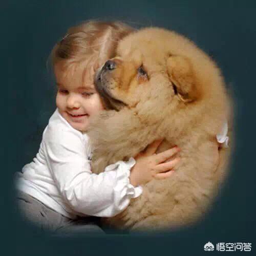 松狮幼犬视频:松狮幼犬图 如何给松狮幼犬喂养食物？