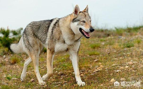 雪狼狗价格及图片大全:最漂亮的狼犬有哪些？为什么？