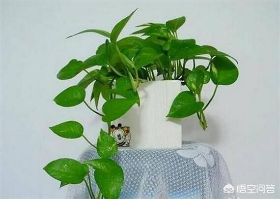 水养绿萝叶子发黄是什么原因:水培的绿萝叶子发黄是怎么回事？