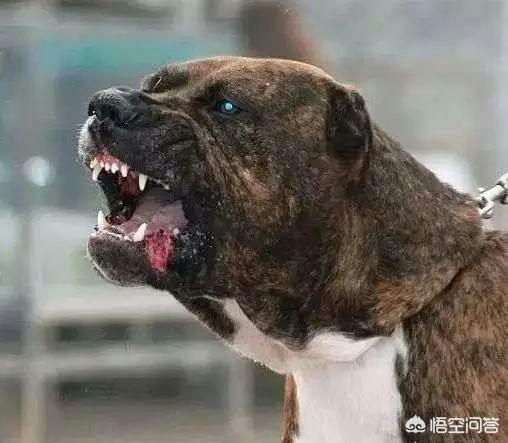 日本土佐犬打架:哪些狗的战斗欲望最强烈？为什么？