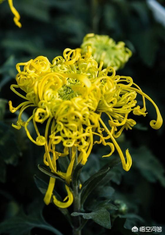 头条问答 不使用杀虫剂 如何除去室内植物常见的虫害 3个回答