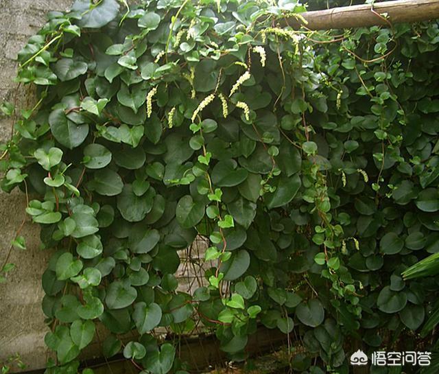 云南壮阳药材，名叫“藤三七”的植物有什么功效和作用