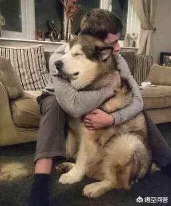 阿拉斯加犬性格脾气:饲养阿拉斯加犬，有什么危害？ 阿拉斯加犬的脾气