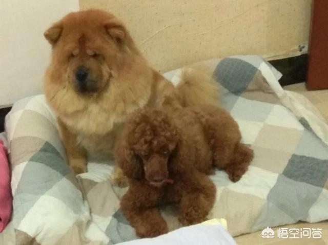 小小熊犬业:养一头松狮一个月的成本是多少？养的时候需要注意哪些问题？