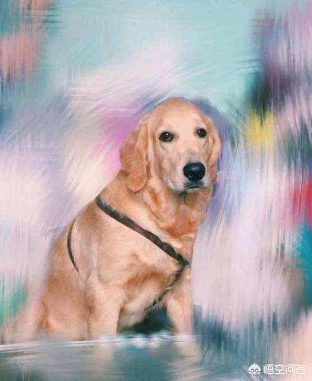 不同阶段金毛犬的饲养注意什么:金毛毛色几个月最漂亮？金毛的毛多少个月长得最好？