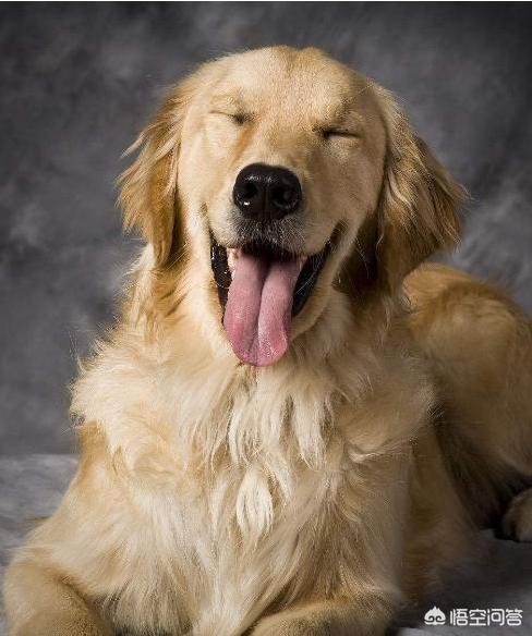 英国激飞猎犬和边牧:边境牧羊犬与其他狗狗相比，有什么优势？