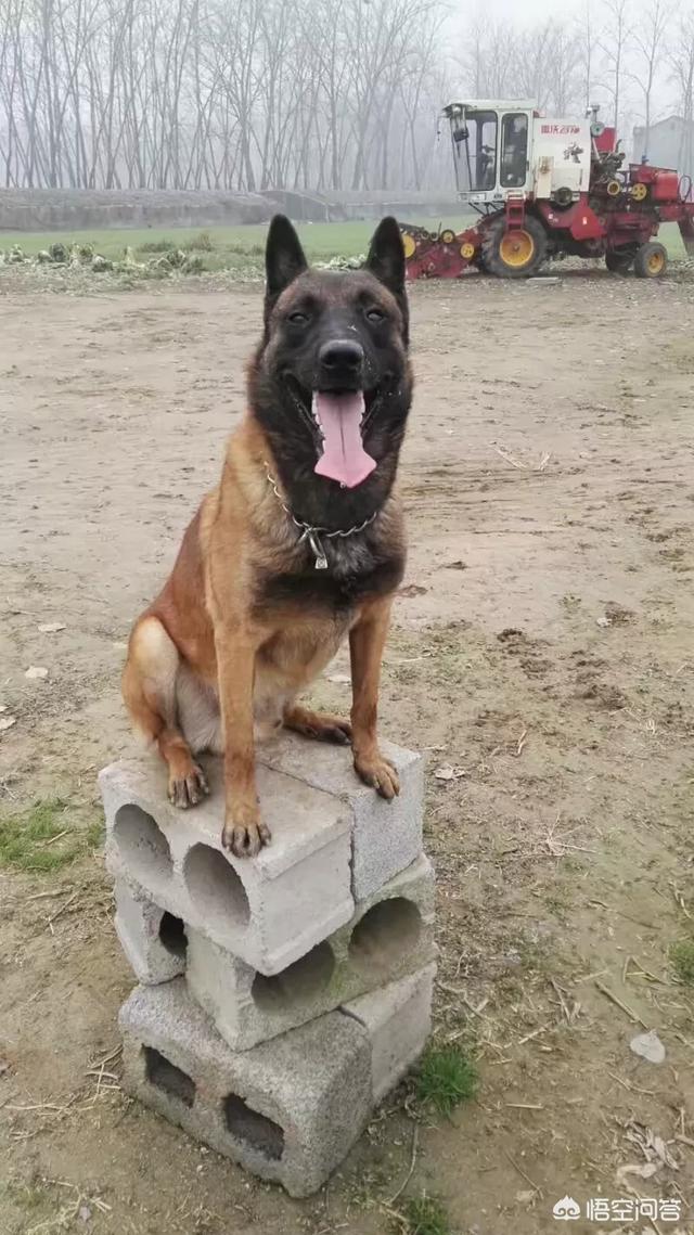 北京马犬警犬:4个月马犬买回来半个月了，还无法取得它的信任，怎么办？