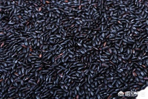 黑米怎么吃最补肾，黑米在食疗中有什么作用呢你是怎样吃黑米的呢