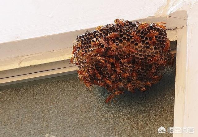 腐恋猫窝:你知道野生鸡枞菌是怎么生长的吗？