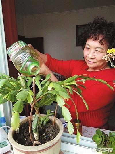 豆浆渣花肥:如何用黄豆给蟹爪兰施肥？