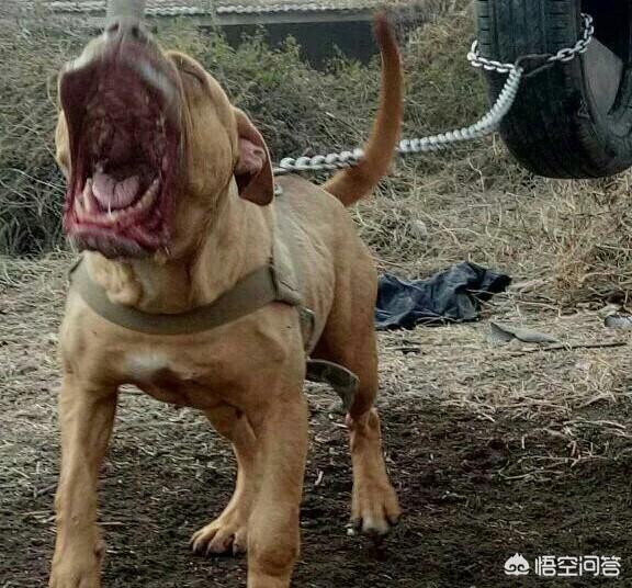 比特名犬介绍:比特狗害怕什么该犬有顽强的意志？