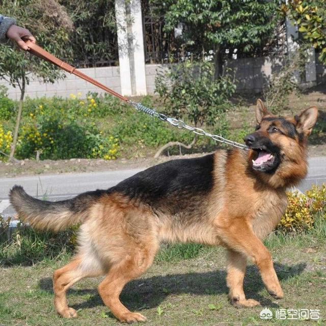 北京德国牧羊犬售价:德牧怎么样，幼犬大概多少钱？