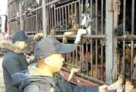 高速路拦车救狗被刑拘:有些爱狗人士的极端作为算是犯法吗？你怎么看些种行为？