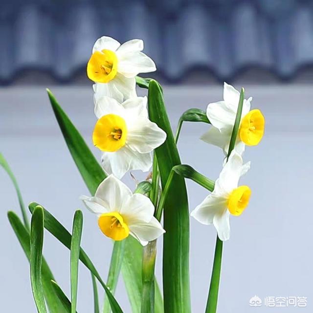 水仙花有毒嗎 水仙花有毒嗎 可以在室內養嗎 咖啦花卉网