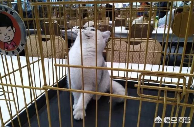 上海宠物展团购:哪里可以查到2018年宠物用品展会的信息？ 2021上海宠物展