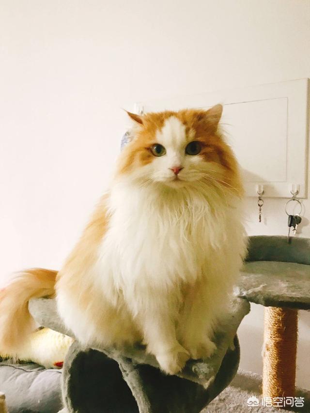布偶猫吧的人有病:布偶猫感冒了能好吗，猫咪感冒怎么办？布偶猫感冒会传染吗？ 布偶猫有病吗
