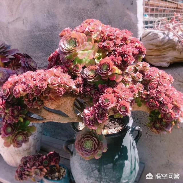 多肉植物种类:这两种多肉植物都是秀妍吗？它们好养活吗？怎样养护？