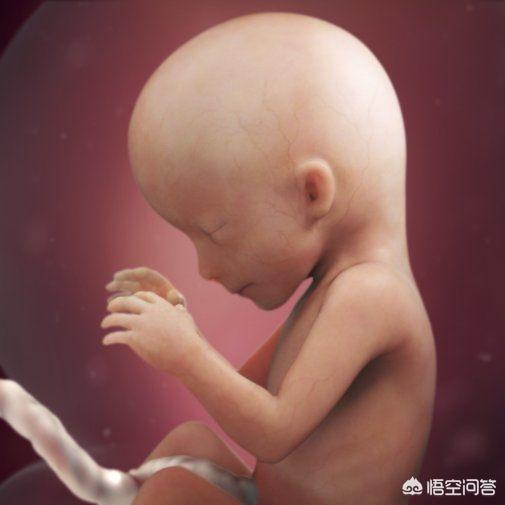 头条问答 - 胎儿四个月的样子是怎么样的呢有参考的图吗?(1个回答)