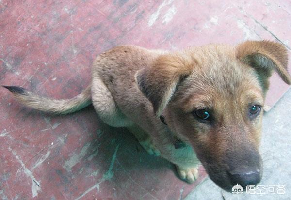 山东墨界黑狼58同城网:我国的哪种狼犬排行世界第一？为什么？