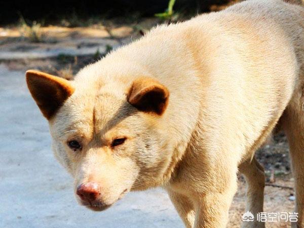 古牧犬的性格好不好:古牧好养么？怎么才能养好古牧？