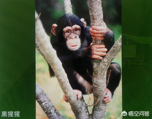 跗猴科用英语怎么说:偏科用英语怎么说 猴、猿、猩猩有什么区别？