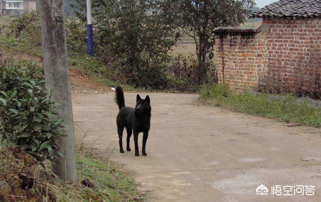 如何正确地挑选一条土狗，第一次养狗如何选择狗狗品种