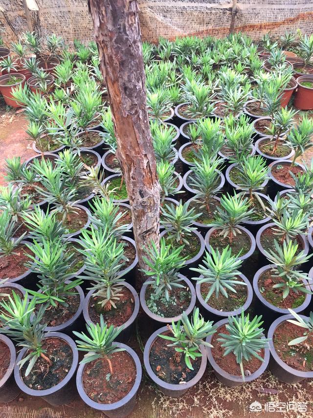 罗汉松:罗汉松造型 罗汉松用浅盆还是深盆？有哪些需要注意的？