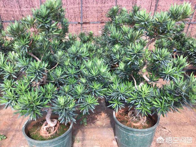 罗汉松:罗汉松造型 罗汉松用浅盆还是深盆？有哪些需要注意的？